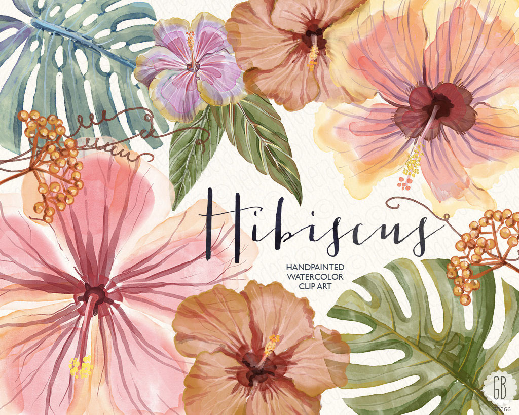 Le succès de l'hibiscus partout !