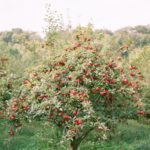 SAINT-FERNAN / Cidres, Poiré et Jus infusés, Fabrication Française Recettes inédites, entre Bretagne et Normandie. Authentiques et modernes. Une sélection unique et audacieuse de pommes et de poires acidulées pour des assemblages inédits et naturels. Sans colorants – Sans sucre ajouté – Sans conservateurs – 2% d’alcool